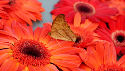 brown butterfly on orange sunflowers